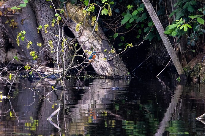 Kingfisher | 500mm | F/7.1 | 1/1250s | ISO5000