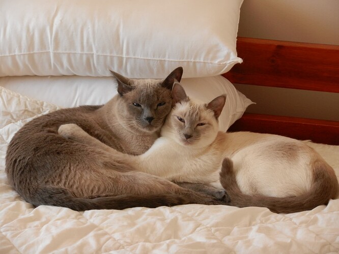 Kitties_Hug