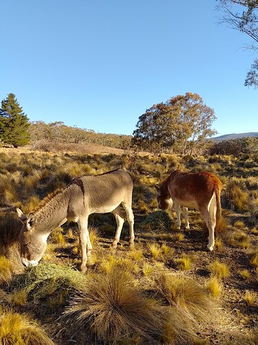 Donkey2