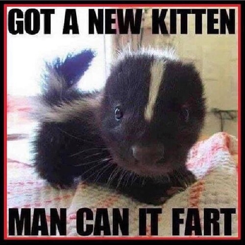 new_kitten