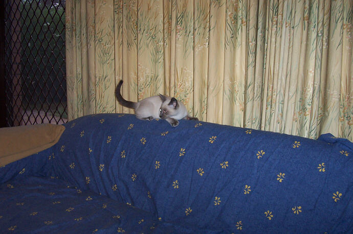 My_Couch