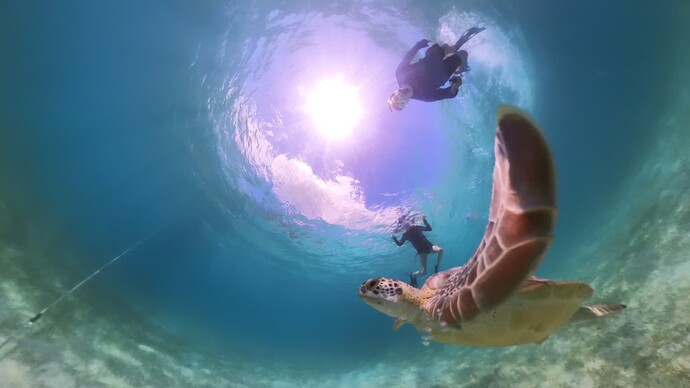 Scarlett-Dan-SeaTurtle02