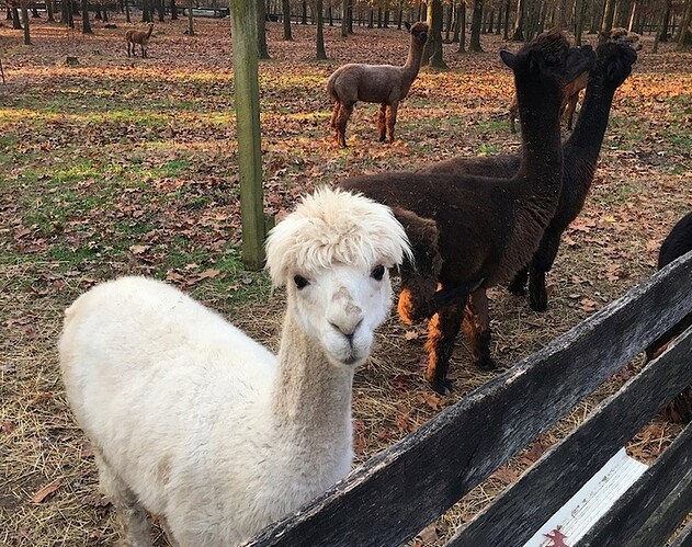 Screenshot_20191111-142708_Firefox