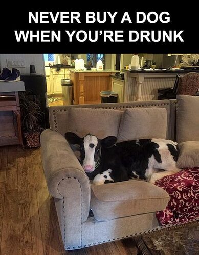 Never-buy-a-dog-when-youre-drunk-565x725