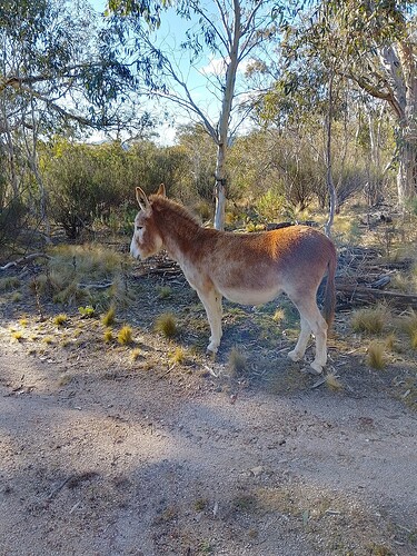 Donkey3