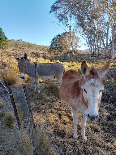 Donkey1