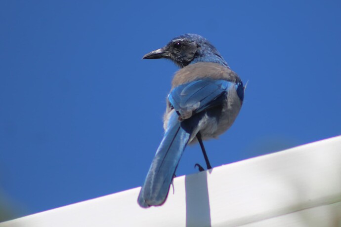 IMG_5850cp