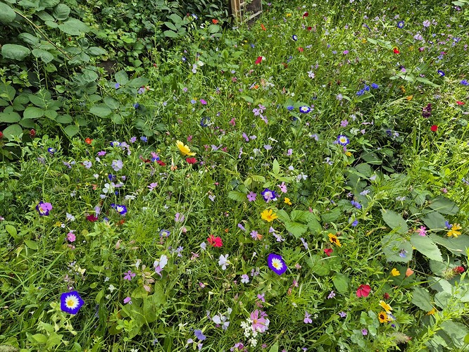 blumen-2025-08-01