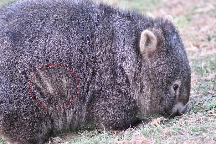 wombat2