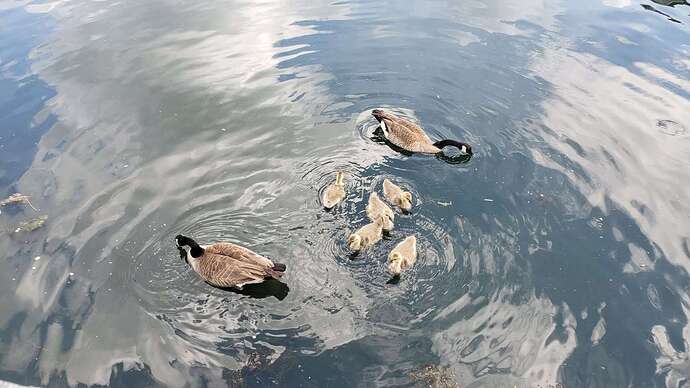 NotDucks