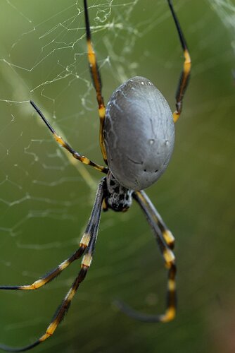 orb weaver