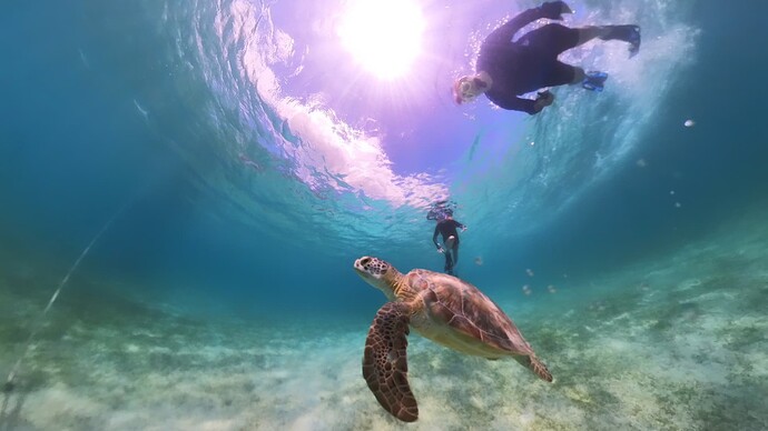 Scarlett-Dan-SeaTurtle04
