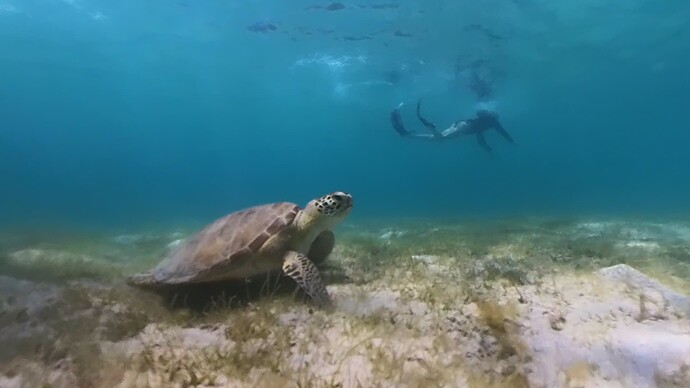 Scarlett-and-sea-turtle01