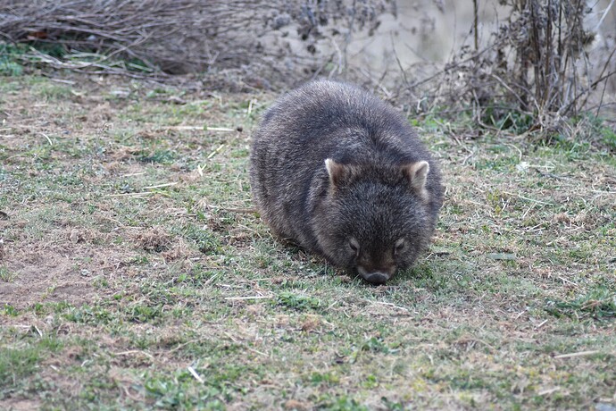 wombat