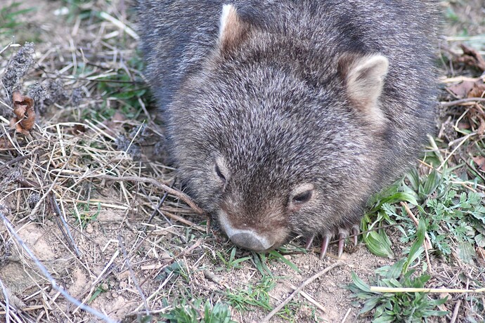 wombat3