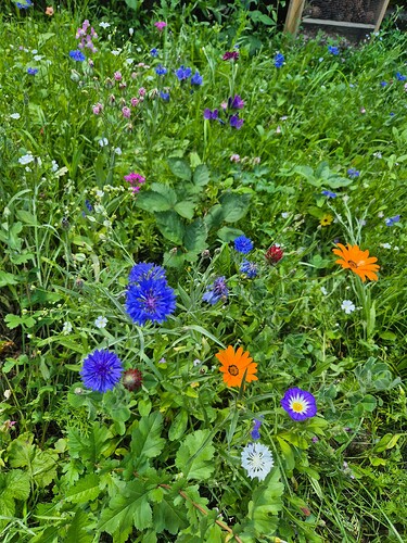 flowers