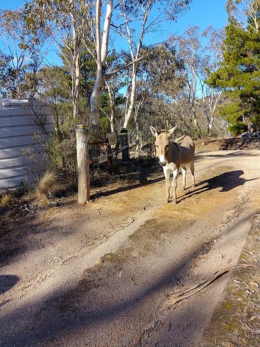Donkey4