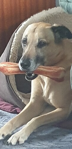doggybone