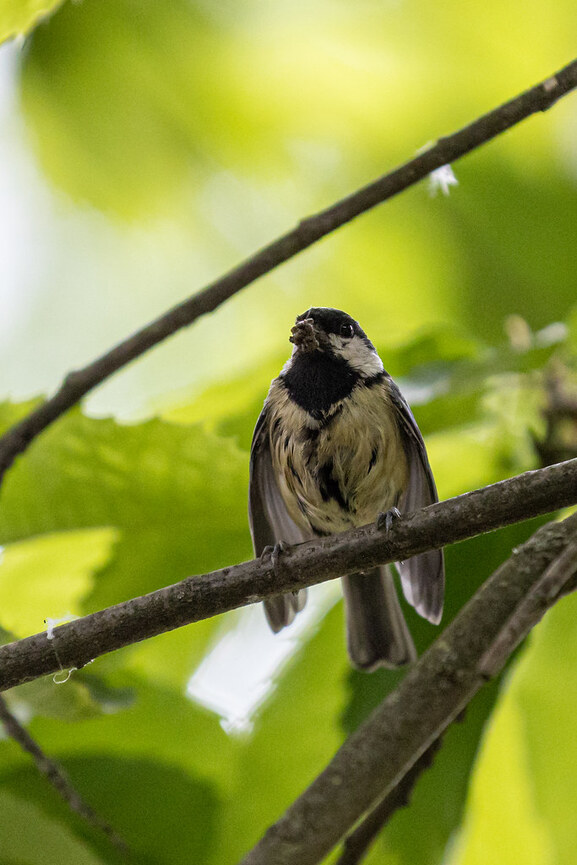 2020-05-10 - Kohlmeise | Great Tit 3 Imgur