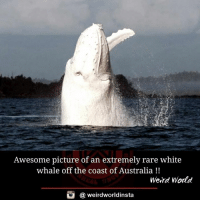 thumb_awesome-picture-of-an-extremely-rare-white-whale-off-the-17751651