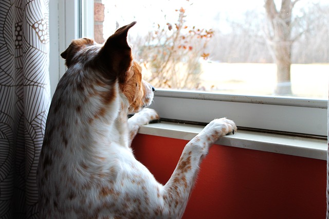dog-looking-out-a-window