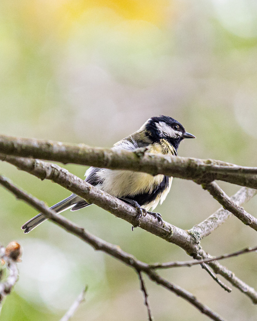 2020-05-10 Kohlmeise | Great Tit 4 Imgur