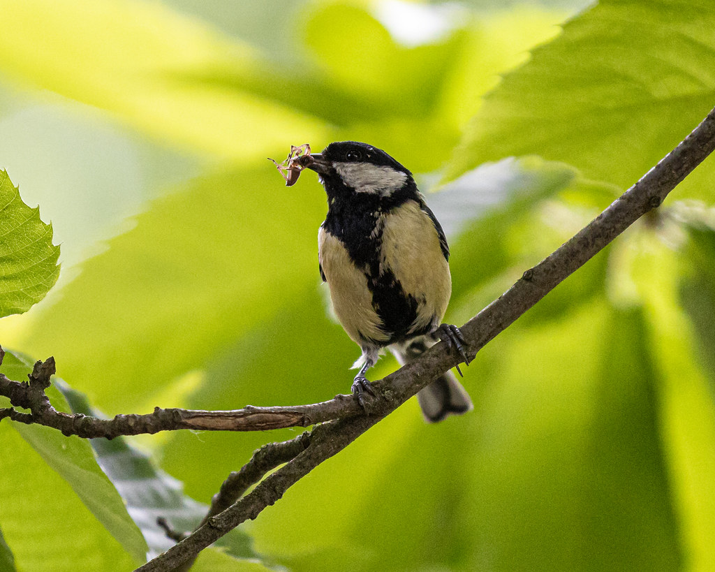2020-05-10 - Kohlmeise | Great Tit 1 Imgur