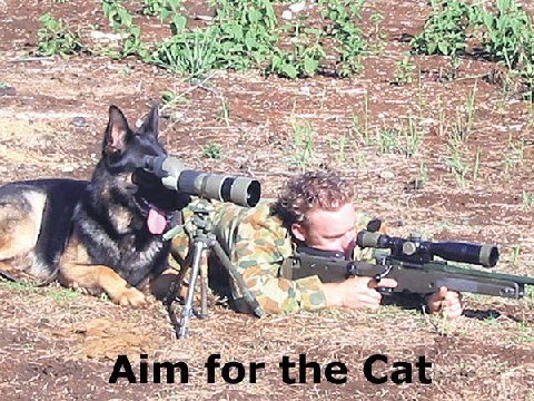 Aim_for_the_cat